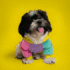 POLERA TRICOLOR LILA - Ropa para perros y gatos