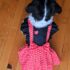 WhatsApp Image 2026-01-26 at 9.47.38 PM (1) VESTIDOS M&M SAN VALENTÍN - Ropa para perros y gatos