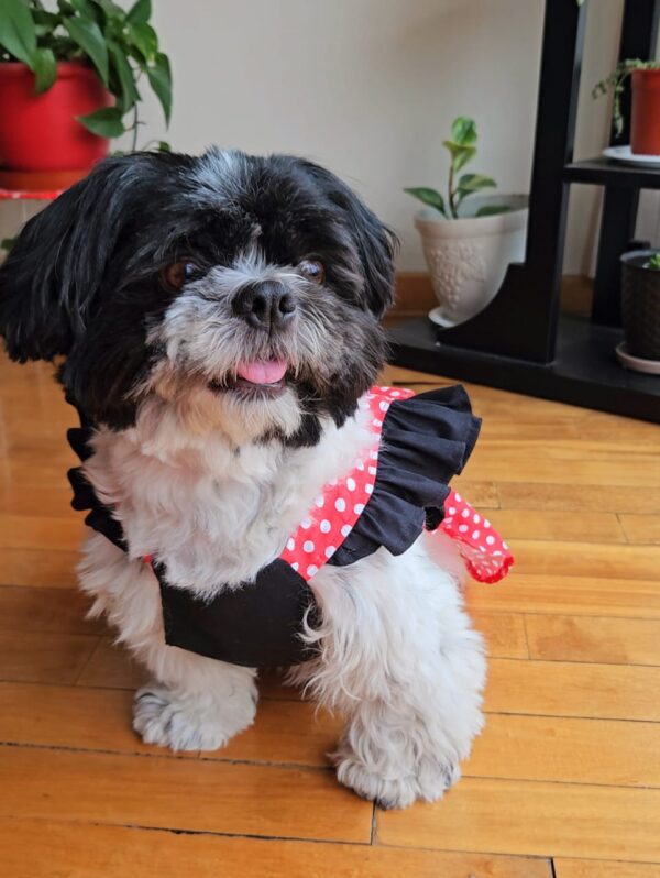 WhatsApp Image 2026-01-26 at 9.47.38 PM VESTIDOS M&M SAN VALENTÍN - Ropa para perros y gatos