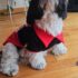 POLO M&M SAN VALENTIN - Ropa para perros y gatos