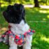 VESTIDO FIESTA FLORAL - Ropa para perros y gatos