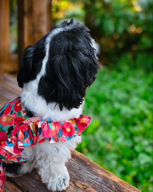 VESTIDO FIESTA FLORAL - Ropa para perros y gatos