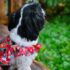 VESTIDO FIESTA FLORAL - Ropa para perros y gatos