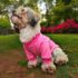 WhatsApp Image 2026-04-05 at 6.06.01 PM (2) POLERA DOG MOM - Ropa para perros y gatos