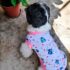 WhatsApp Image 2026-04-05 at 9.59.28 PM (1) POLOS STITCH - Ropa para perros y gatos