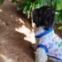 POLOS PALMERAS - Ropa para perros y gatos