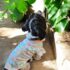 WhatsApp Image 2026-04-05 at 9.59.29 PM (1) POLOS PALMERAS BOBOS - Ropa para perros y gatos