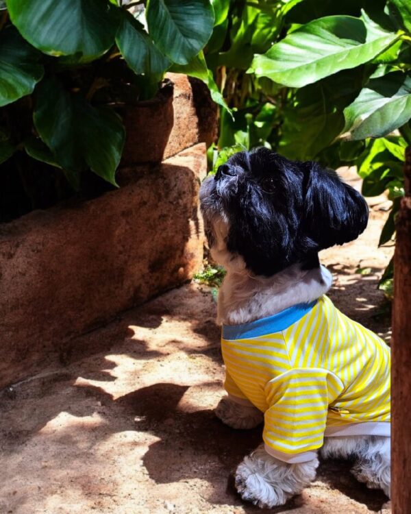 WhatsApp Image 2026-04-17 at 6.11.44 PM POLOS RAYAS AMARILLO - Ropa para perros y gatos