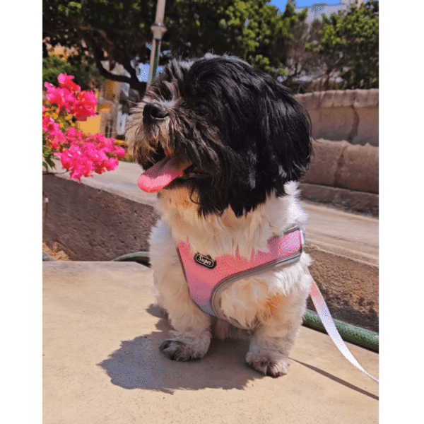 PECHERA DUAL + CORREA - Accesorios para perros