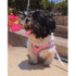 PECHERA DUAL + CORREA - Accesorios para perros