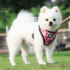 KIT PECHERA RANGER 4 EN 1 - Accesorios para perros
