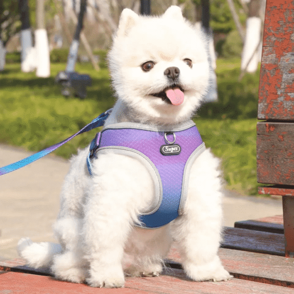 Diseño sin título (29) PECHERA DUAL + CORREA - Accesorios para perros