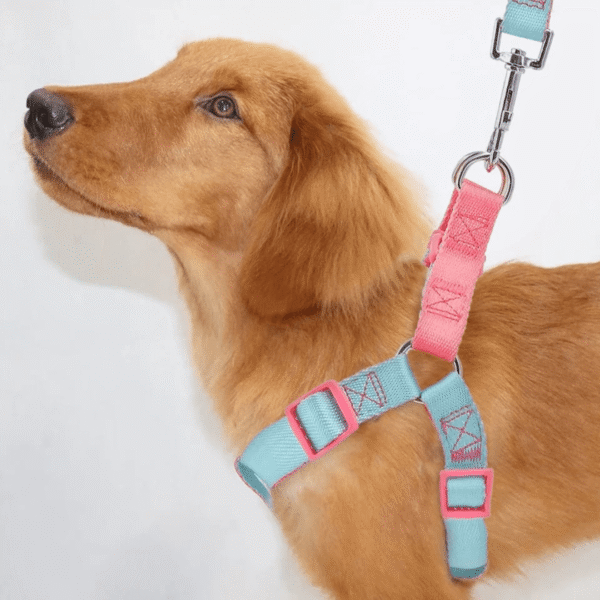 ARNÉS DUAL + CORREA - Accesorios para perros