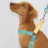 ARNÉS DUAL + CORREA - Accesorios para perros