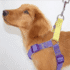 ARNÉS DUAL + CORREA - Accesorios para perros