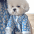 POLERA FLORES CELESTE - Ropa para perros y gatos