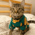 POLERA PIÑA VERDE - Ropa para perros y gatos