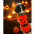Diseño sin título (71) POLERA CALABAZA - Ropa para perros y gatos