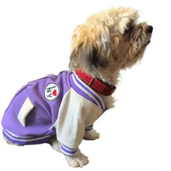 Diseño sin título (74) CASACA COLEGIO LILA - Ropa para perros y gatos