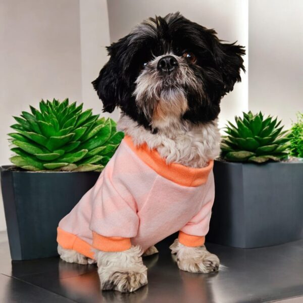 WhatsApp Image 2026-04-09 at 6.49.53 PM (4) CHOMPERA ZEBRA - Ropa para perros y gatos