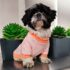 WhatsApp Image 2026-04-09 at 6.49.53 PM (4) CHOMPERA ZEBRA - Ropa para perros y gatos