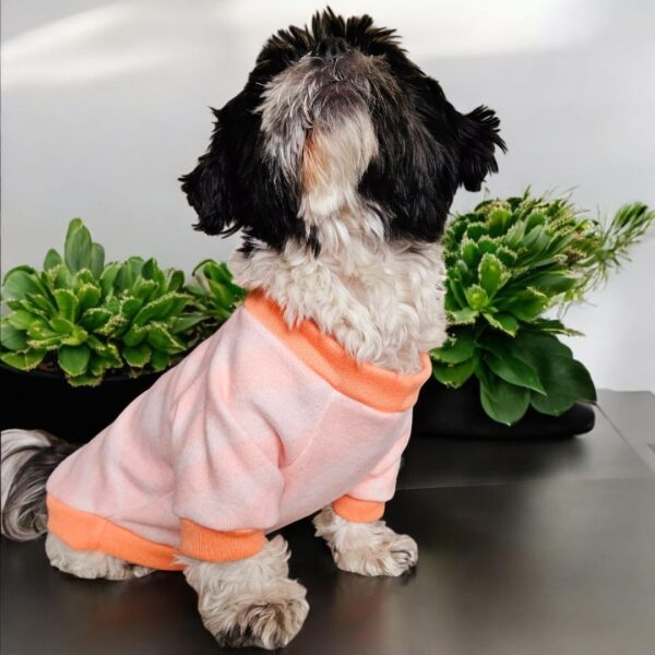 WhatsApp Image 2026-04-09 at 6.49.54 PM CHOMPERA ZEBRA - Ropa para perros y gatos