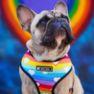 PECHERA RAINBOW + CORREA - Accesorios para perros