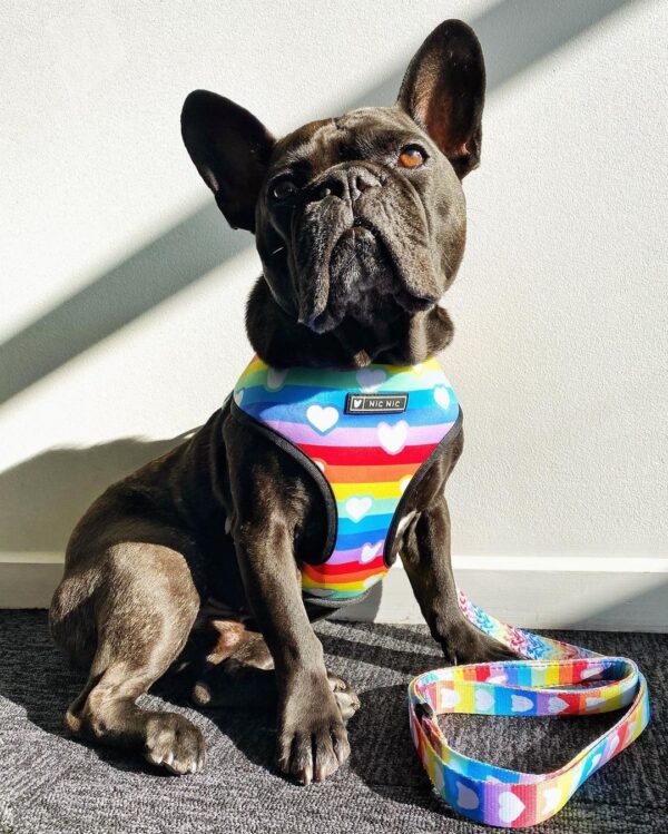 WhatsApp Image 2026-04-16 at 11.21.04 PM (2) PECHERA RAINBOW + CORREA - Accesorios para perros