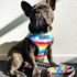 WhatsApp Image 2026-04-16 at 11.21.04 PM (2) PECHERA RAINBOW + CORREA - Accesorios para perros