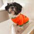 WhatsApp Image 2026-04-17 at 7.08.05 AM (4) POLERA CALABAZA - Ropa para perros y gatos