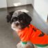 WhatsApp Image 2026-04-17 at 7.08.05 AM (5) POLERA CALABAZA - Ropa para perros y gatos