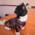 WhatsApp Image 2026-04-17 at 7.51.15 AM POLERAS RANGER - Ropa para perros y gatos