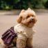 VESTIDO LAZO - Ropa para perros y gatos