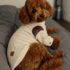 CHOMPERA TRENZADO - Ropa para perros y gatos