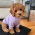 CAFARENAS WAFFLE - Ropa para perros y gatos