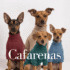 CAFARENAS WAFFLE - Ropa para perros y gatos